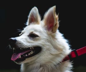 Indian Spitz Dog Breeds