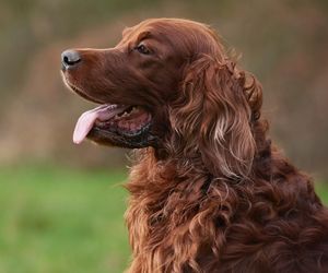 Irish Setter Dog Breeds