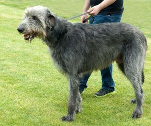 Irish Wolfhound