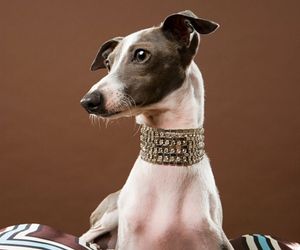 Italian Greyhound Dog Breeds