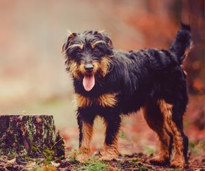 Jagdterrier Dog Breeds