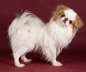 Japanese Chin Dog Breeds