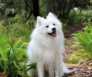 Japanese Spitz Dog Breeds