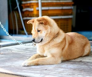 Jindo Dog Breeds