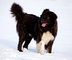 Karakachan Dog Breeds