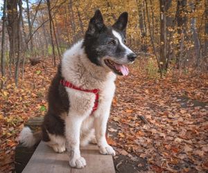 Karelian Bear Dog Breeds