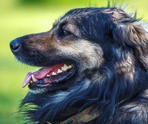 Karst Shepherd Dog Breeds