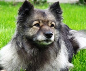 Keeshond Dog Breeds