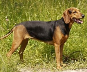 Kerry Beagle Dog Breeds