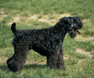 Kerry Blue Terrier Dog Breeds