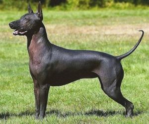 Khala Dog Breeds