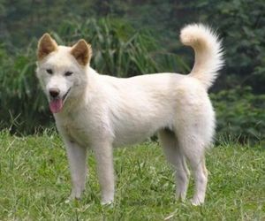 Kintamani Dog Breeds