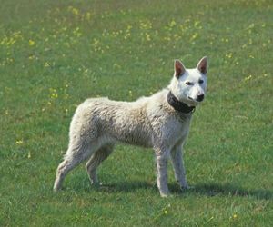 Kishu Dog Breeds