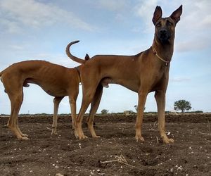 Kombai Dog Breeds