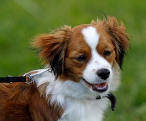 Kooikerhondje Dog Breeds