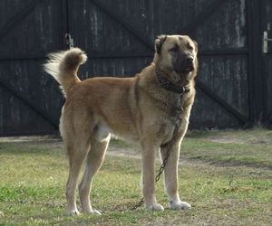 Kuchi Dog Breeds