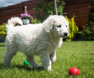 Kuvasz Dog Breeds