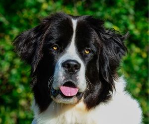 Landseer Dog Breeds