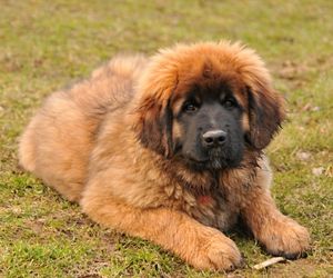 Leonberger Dog Breeds