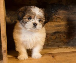 Lhasa Apso Dog Breeds