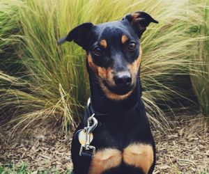 Manchester Terrier Dog Breeds