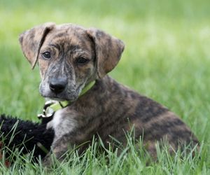 Mountain Cur Dog Breeds