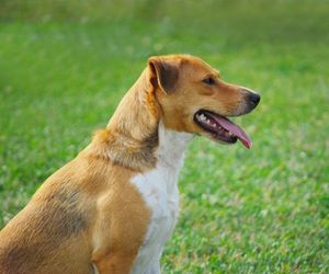 Mountain Feist Dog Breeds