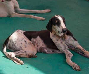 Mudhol Hound Dog Breeds