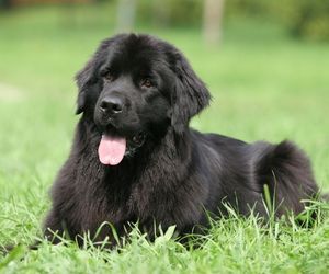 Newfoundland Dog Breeds