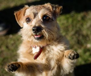 Norfolk Terrier Dog Breeds