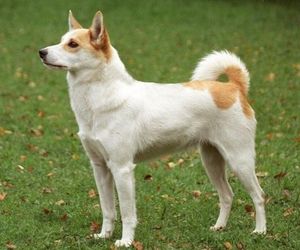 Norrbottenspets Dog Breeds