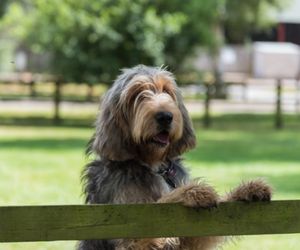 Otterhound Dog Breeds