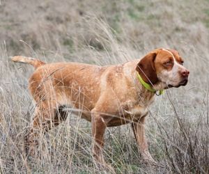 Pachon Navarro Dog Breeds