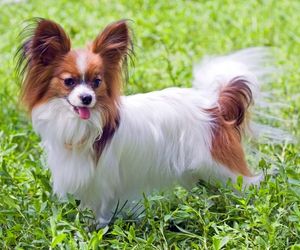 Papillon Dog Breeds