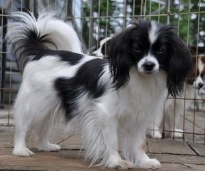 Phalène Dog Breeds