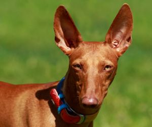 Pharaoh Hound Dog Breeds