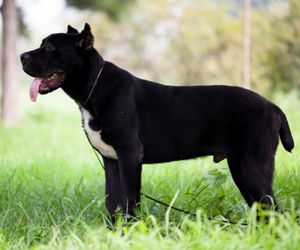 Plott Hound Dog Breeds