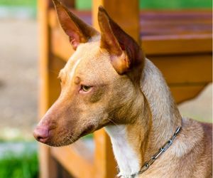 Podenco Canario Dog Breeds