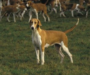 Poitevin Dog Breeds