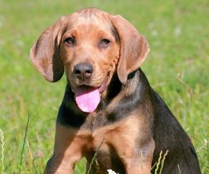 Polish Hound Dog Breeds