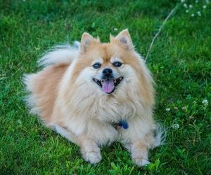 Pomeranian Dog Breeds