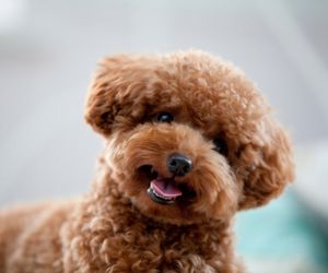 Poodle Dog Breeds