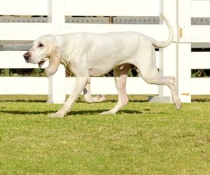 Porcelaine Dog Breeds