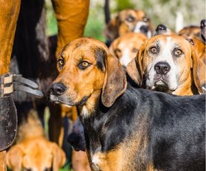 Posavac Hound Dog Breeds