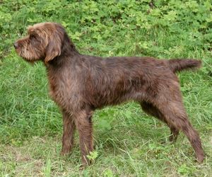 Pudelpointer Dog Breeds