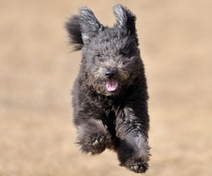 Pumi Dog Breeds