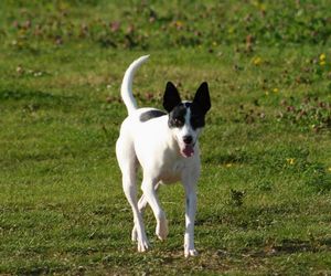 Rat Terrier Dog Breeds