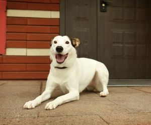 Ratonero Bodeguero Andaluz Dog Breeds