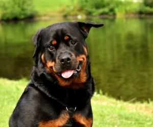 Rottweiler Dog Breeds