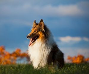 Rough Collie Dog Breeds